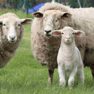 zLamb